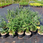 Budleja Dávidova (Buddleja Davidii) ´BERRY´S CREAM´ - výška 20-30 cm, kont. C2L